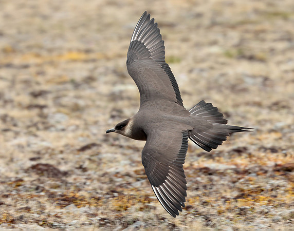 Arctic Skua Stercorarius parasiticus