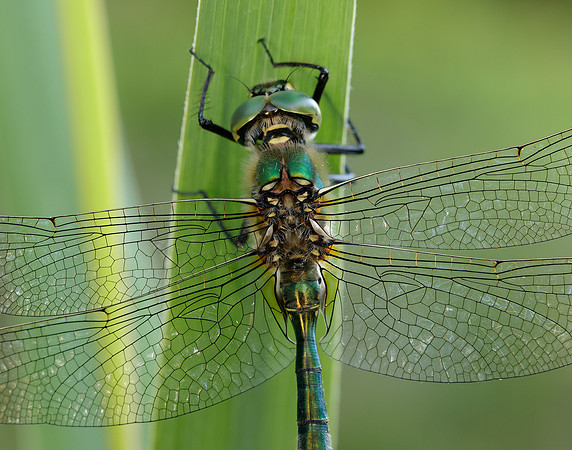 Brilliant Emerald Somatochlora metallica