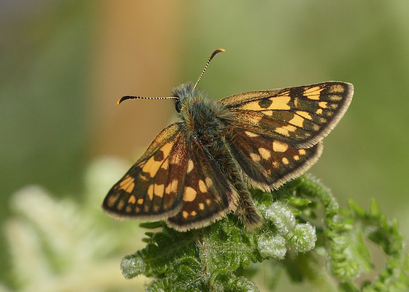 Chequered Skipper Carterocephalus palaemon