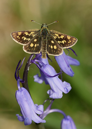 Chequered Skipper Carterocephalus palaemon