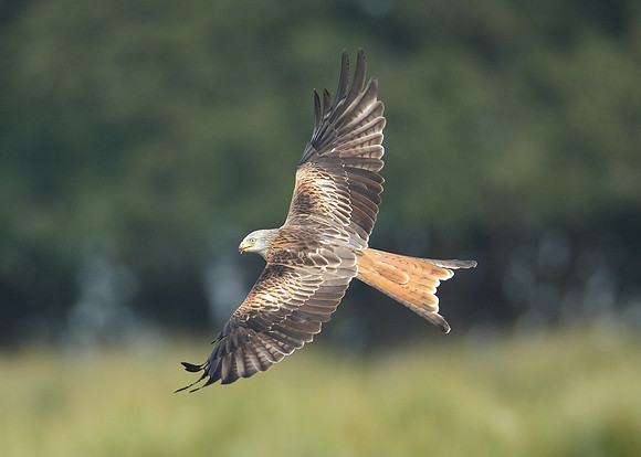 Red Kite Milvus milvus