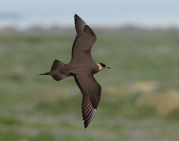 Arctic Skua Stercorarius parasiticus