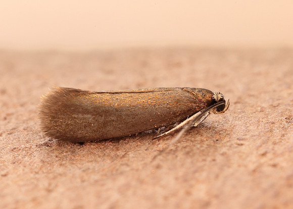 13.002 BF447 Roeslerstammia erxlebella