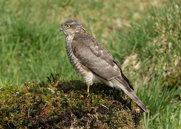 Sparrowhawk Accipiter nisus
