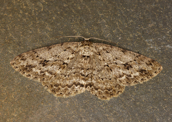 70.270 BF1947 Engrailed Ectropis bistortata