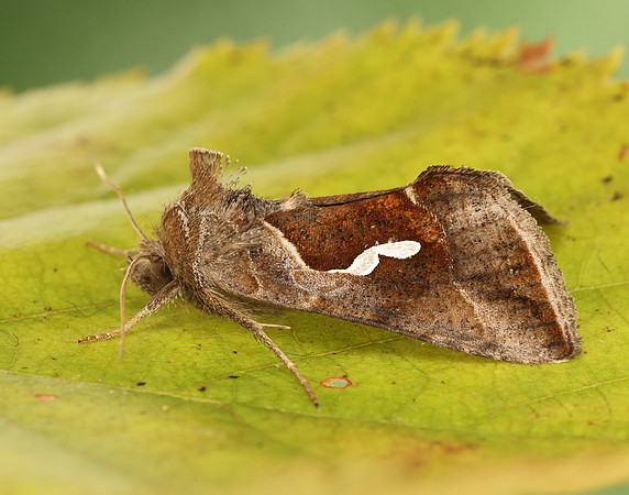 73.010 BF2436 Dewick's Plusia Macdunnoughia confusa