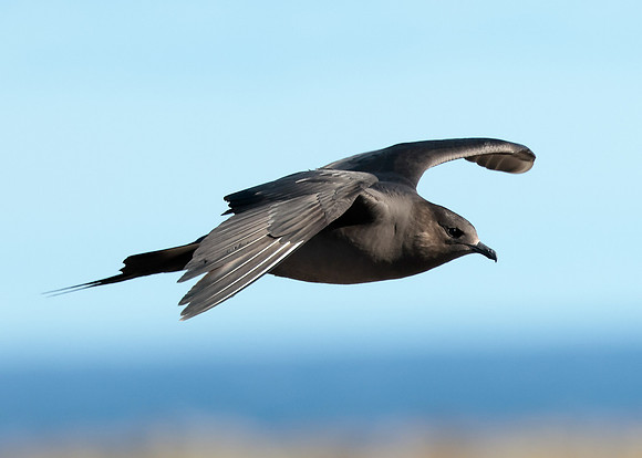Arctic Skua Stercorarius parasiticus