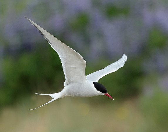 Arctic Tern Sterna paradisaea