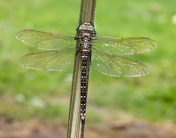 Common Hawker Aeshna juncea