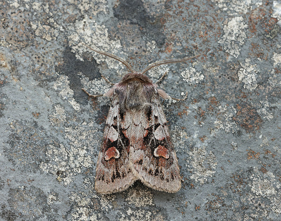 73.363 BF2125 Northern Dart Xestia alpicola
