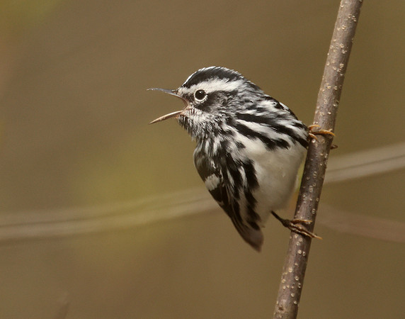 Black & White Warbler Mniotilta varia