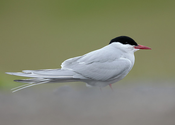 Arctic Tern Sterna paradisaea