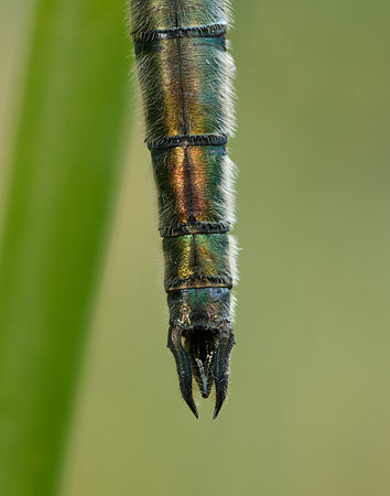 Brilliant Emerald Somatochlora metallica