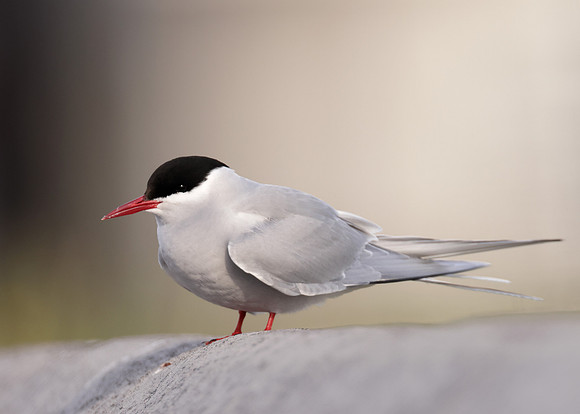 Arctic Tern Sterna paradisaea