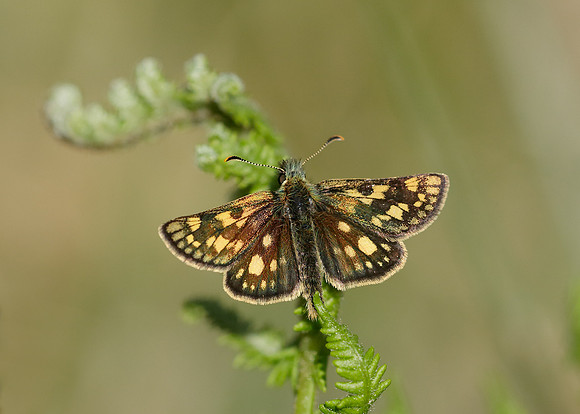 Chequered Skipper Carterocephalus palaemon