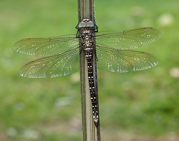 Common Hawker Aeshna juncea