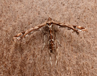 45.010 BF1497 Beautiful Plume Amblyptilia acanthadactyla