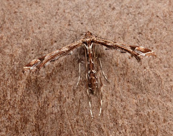 45.010 BF1497 Beautiful Plume Amblyptilia acanthadactyla