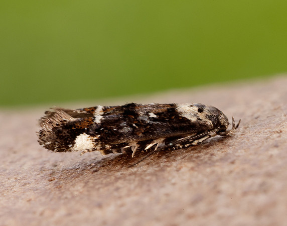 40.001 BF885 Mompha conturbatella