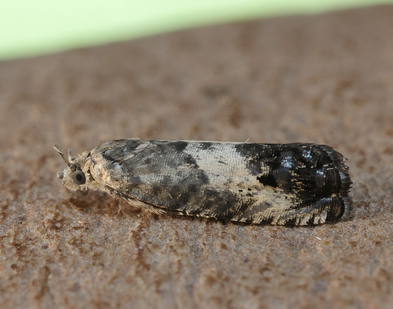 49.367 BF1236 Pammene fasciana