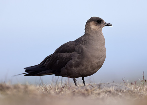Arctic Skua Stercorarius parasiticus