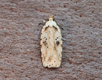 32.017 BF697 Agonopterix arenella