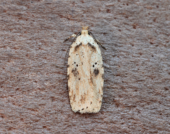 32.017 BF697 Agonopterix arenella