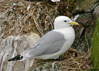 Kittiwake Rissa tridactyla