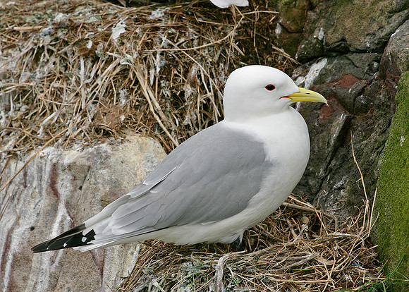 Kittiwake Rissa tridactyla