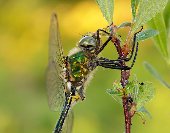 Brilliant Emerald Somatochlora metallica