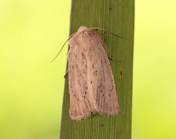 73.149 BF2347  Concolorous Photedes extrema