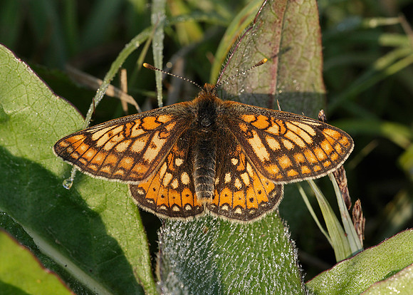 Marsh Fritillary Euphydryas aurinia