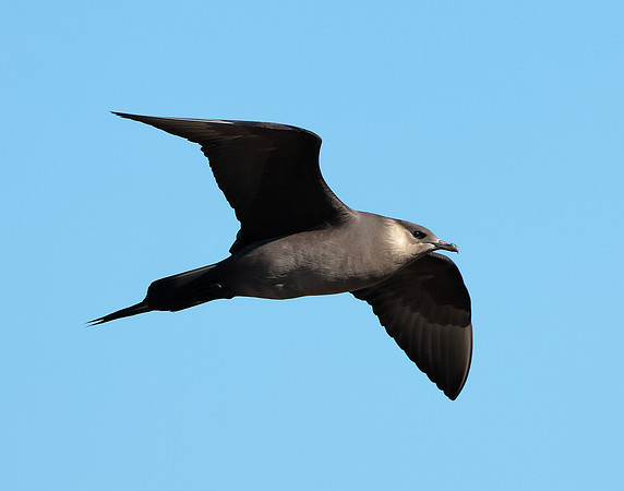 Arctic Skua Stercorarius parasiticus