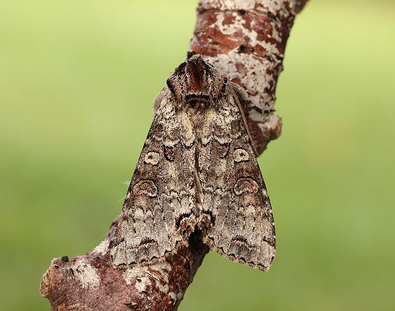 73.260 BF2149 Silvery Arches Polia hepatica