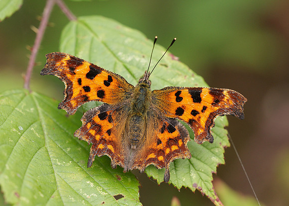 Comma Polygonia c-album