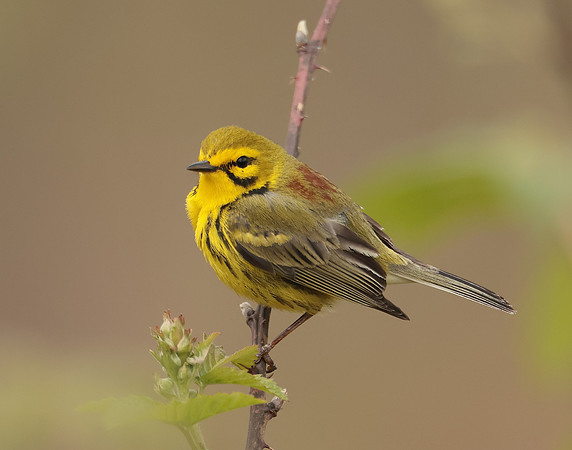 Prairie Warbler Setophaga discolor