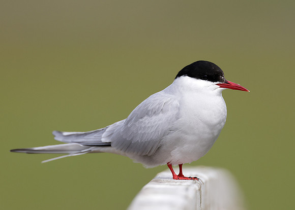 Arctic Tern Sterna paradisaea