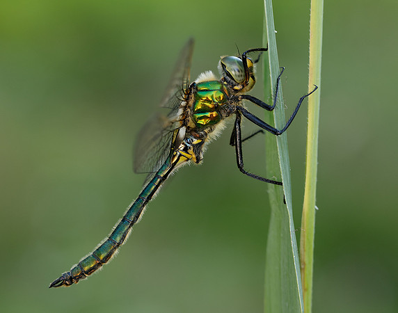Brilliant Emerald Somatochlora metallica