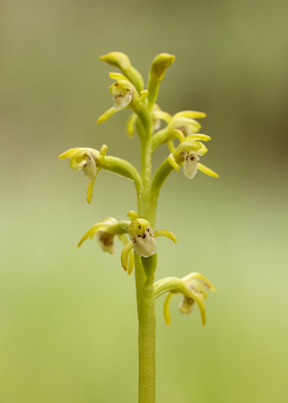 Coralroot Orchid Corallorhiza trifida