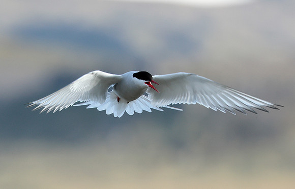 Arctic Tern Sterna paradisaea
