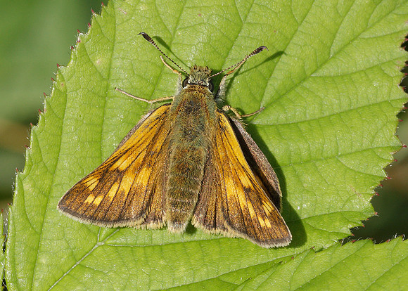 Large Skipper Ochlodes venata
