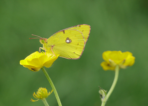 Clouded Yellow Colias croceus