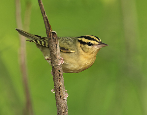 Worm-eating Warbler Helmitheros vermivorum