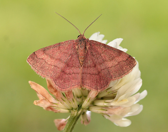 70.022 BF1688 Tawny Wave Scopula rubiginata