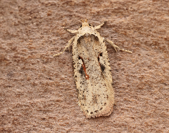 32.007 BF701 Agonopterix ocellana