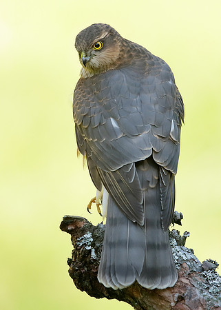 Sparrowhawk Accipiter nisus