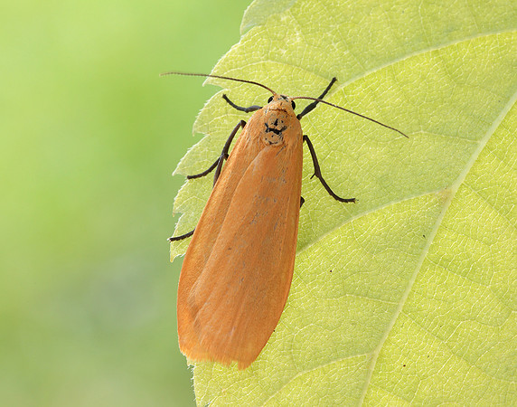 72.049 BF2043 Orange Footman Eilema sororcula