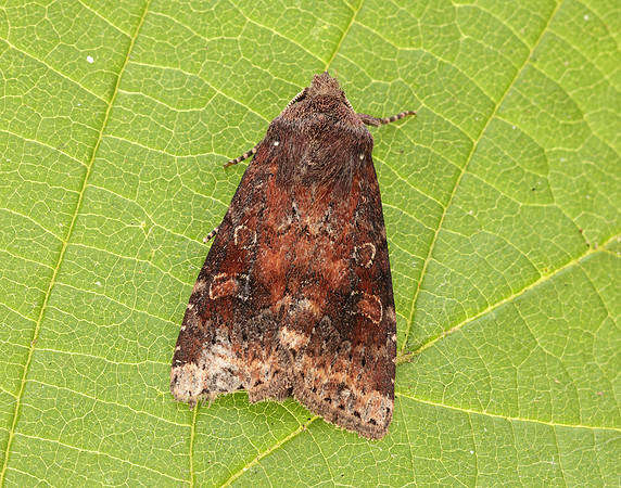 73.221 BF2268 Suspected Parastichtis suspecta