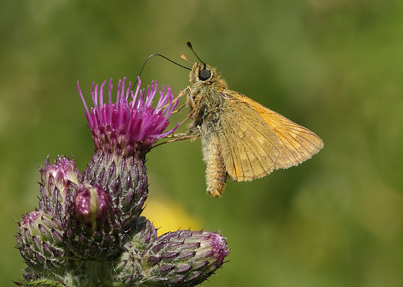 Large Skipper Ochlodes venata