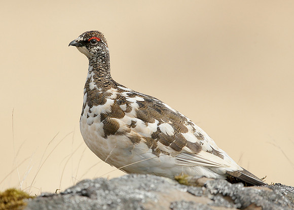 Ptarmigan Lagopus mutus